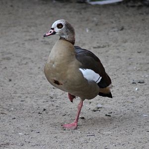 Egyptian goose (Alopochen aegyptiaca) - "Afrika Sambesi"