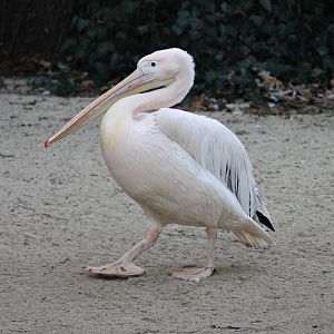 Great white pelican (Pelecanus onocrotalus) - "Afrika Sambesi"