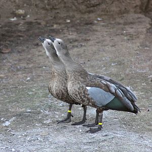 Blue-winged geese (Cyanochen cyanoptera) - "Afrika Sambesi"