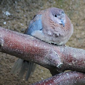 Palm dove (Spilopelia senegalensis) - Afi Mountain