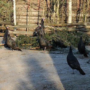 Wild turkey (Meleagris gallopavo) - "Yukon bay"