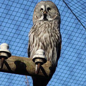 Great grey owl (Strix nebulosa) - "Yukon bay"