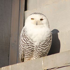 Snowy owl (Bubo scandiacus) - "Yukon bay"
