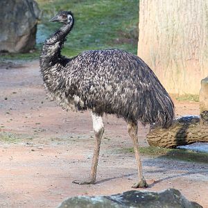 Emu (Dromaius novaehollandiae) - "Australian Outback"