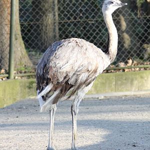 Greater rhea (Rhea americana) - South American area