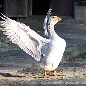 Steinbacher goose - South American area