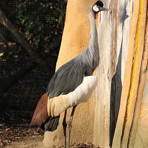 Grey crowned crane (Balearica regulorum) - "Afrika Sambesi"