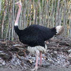North African ostrich (Struthio camelus camelus) - "Afrika Sambesi"