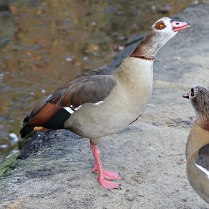 Egyptian goose (Alopochen aegyptiaca) - "Afrika Sambesi"