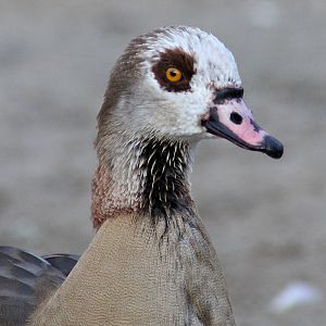 Egyptian goose (Alopochen aegyptiaca) - "Afrika Sambesi"