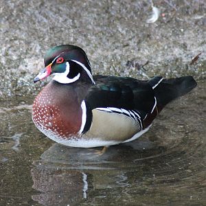 Wood duck (Aix sponsa) - "Afrika Sambesi"