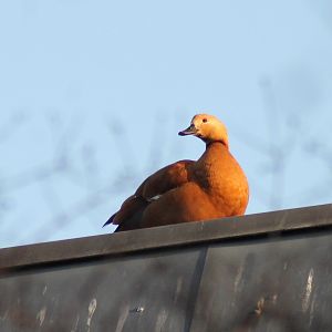 Hybrid Egyptian goose X Ruddy shelduck - "Afrika Sambesi"