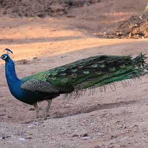 Indian peafowl (Pavo cristatus) - "Afrika Sambesi"