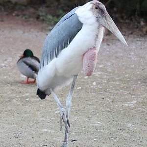 Marabou stork (Leptoptilos crumenifer) - "Afrika Sambesi"