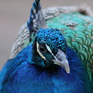 Indian peafowl (Pavo cristatus) - "Afrika Sambesi"