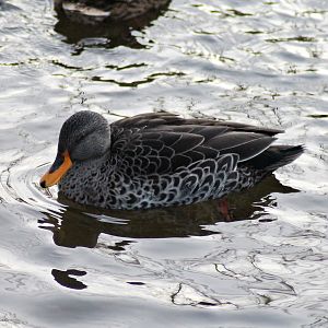 Indian spot-billed duck (Anas poecilorhyncha) - "Afrika Sambesi"