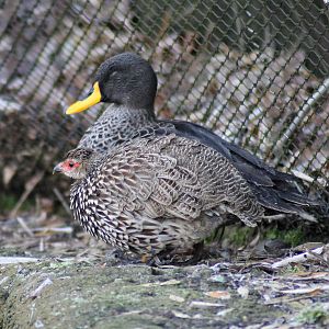 Yellow-necked spurfowl (Pternistis leucoscepus) and Yellow-billed duck (Anas undulata) - Afi Mountain