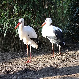 White storks (Ciconia ciconia) - "Afrika Sambesi"