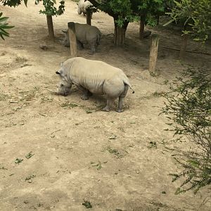Southern White Rhinoceros (Kito)