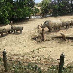 Southern White Rhinoceros