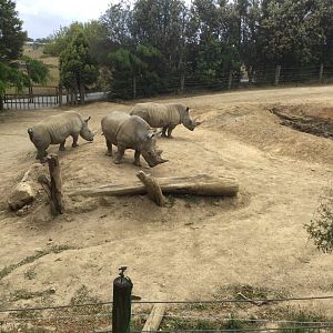 Southern White Rhinoceros