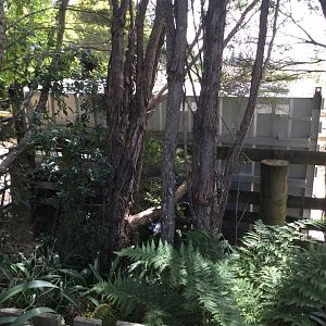 Southern White Rhinoceros (Moving Crate)