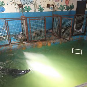 Spotted Seal Indoor Holding