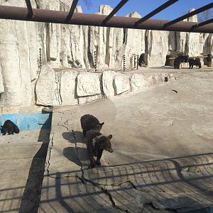 Young Bear Enclosure