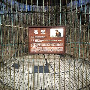 Cinereous Vulture Signage