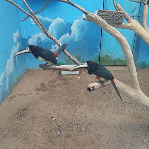 Black-necked Aracari