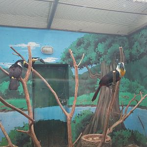 Channel-billed Toucan