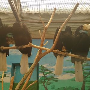 Wreathed Hornbills