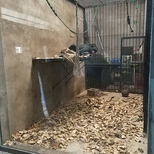 Chimpanzee Indoor Exhibit