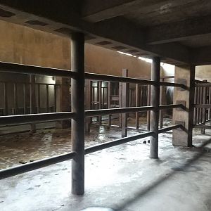 Asian Elephant Indoors