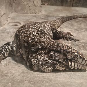 Black And White Tegu