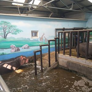 Common Hippopotamus Indoor Holding
