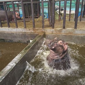 common Hippo Pogoing