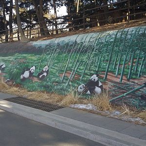 Giant Panda Rock Mural