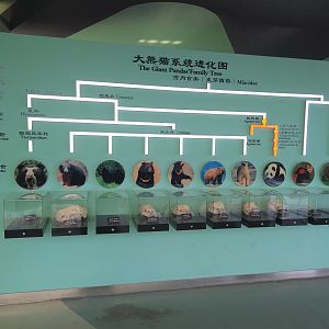 Giant Panda Family Tree
