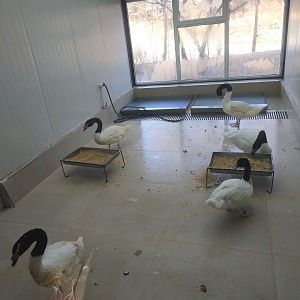 Black-necked Swan Indoor Holding