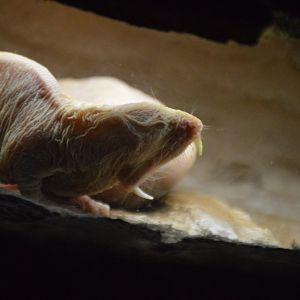 Heterocephalus glaber mid-yawn