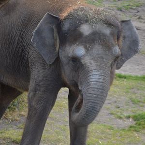 Elephas maximus borneensis