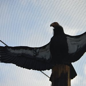 "Might of the Thunderbird" Gymnogyps californianus