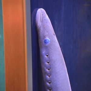 Entosphenus tridentatus