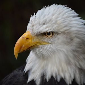 "Close Encounters of the Bird Kind" Haliaeetus leucocephalus washingtoniensis