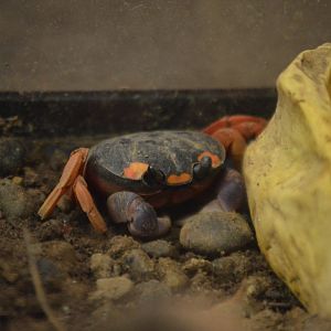 Gecarcinus quadratus