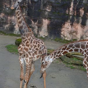 "...umm, that's somewhat romantic?" Giraffa camelopardalis reticulata and G. c. tippelskirchi