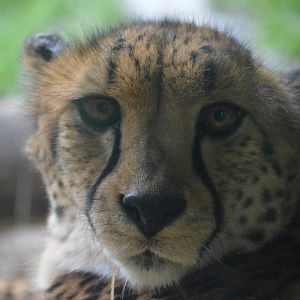 Acinonyx jubatus jubatus