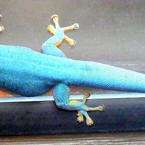 Turquoise dwarf gecko; London Zoo; 9th December 2019