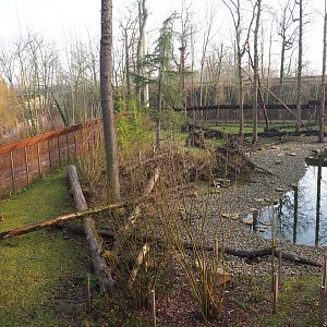 Barbary macaque exhibit, 2019-12-28